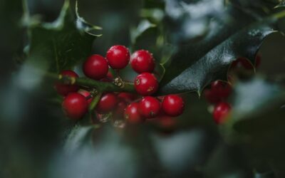 The Branch—December 15, 2024